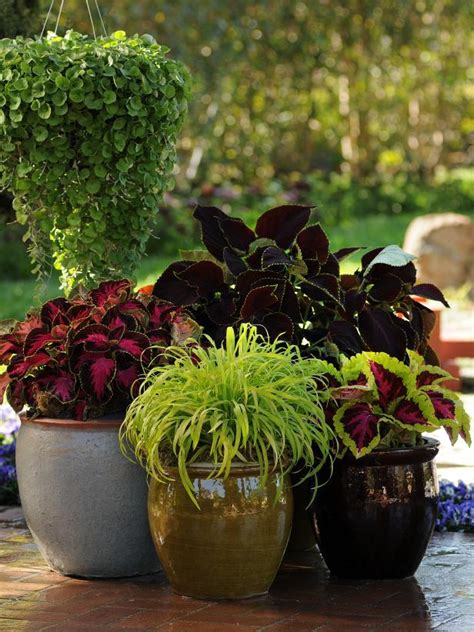 We did not find results for: Easy to Grow Annual Shade Flowers | HGTV