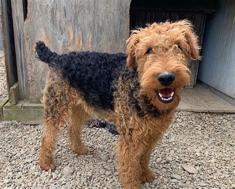 Airedale Terrier Breed Information Guide Quirks Pictures Personality
