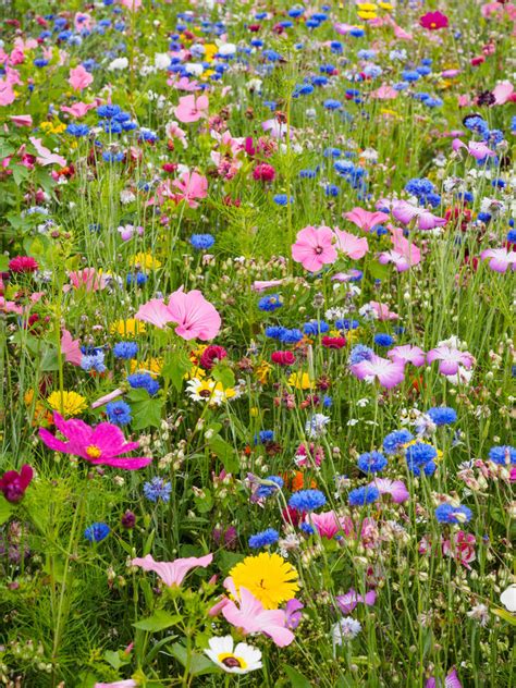 Wild Flower Meadow Stock Image Image Of Variety Pink
