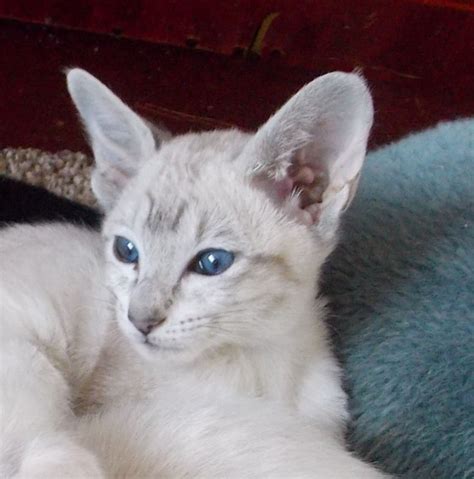 Breeding solid seal and blue point and tabby point birmans on brisbane's northside. BLUE TABBY POINT SIAMESE KITTEN | Wolverhampton, West ...