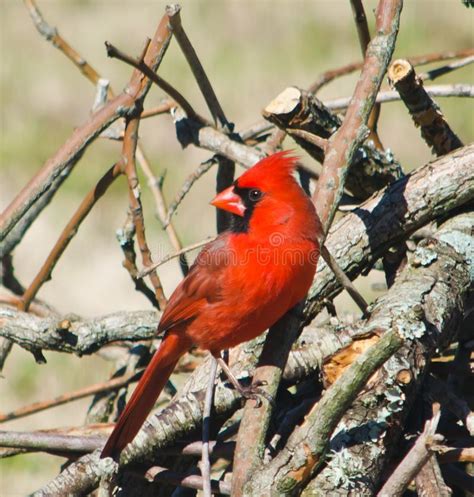 Male Northern Cardinal Perched Stock Photo Image Of Northern Perched