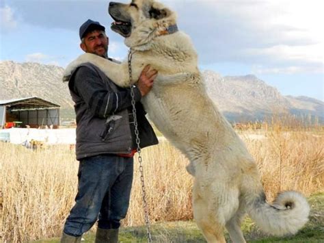A kangal dog is a large, beautiful and impressive dog. The absolute SIZE of this dog breed (Turkish Kangal ...