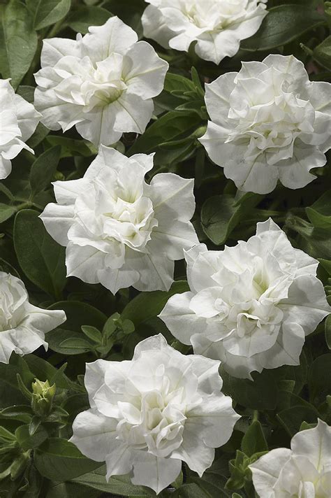 Place the tray in a warm and bright location. Blanket® Double White - Petunia Double - Petunia hybrid ...