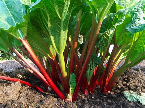 How To Grow And Care For Rhubarb Love The Garden