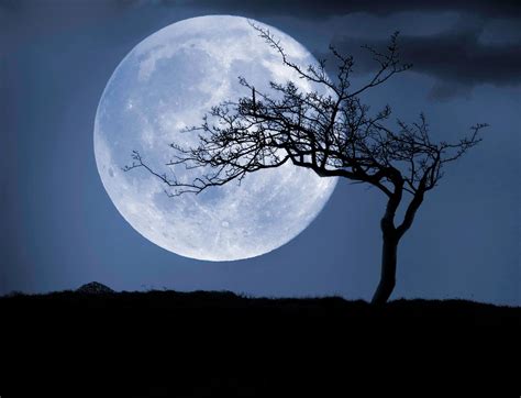 Have You Ever Seen A ‘moon Tree Where You Can See A Curious Legacy Of