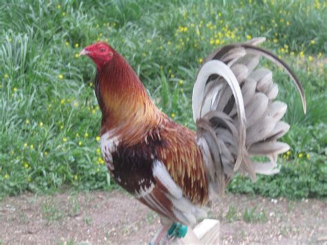 Belle Farm Gamefowl Suppliessetting.html