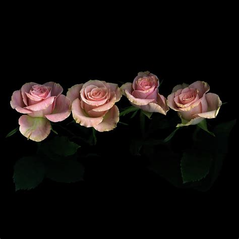 50 Black Background With Roses Wallpaper Quotes