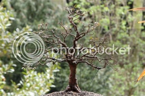 Chinese Elm Broom