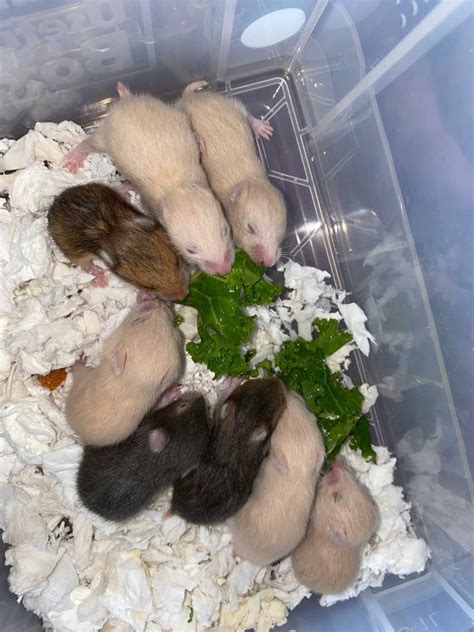 Baby Syrian Hamsters Available June In Hildenborough Kent Gumtree