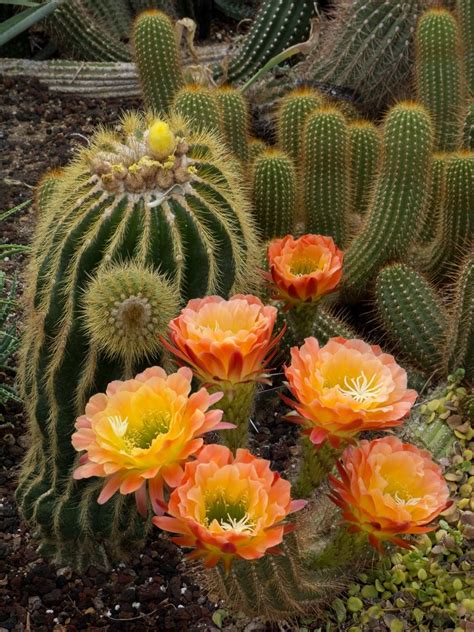 Rare Cactus Blooms Cactus Plants Cacti And Succulents Plants