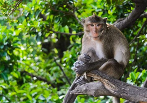 25 Remarkable Types Of Monkeys Photos Facts And More