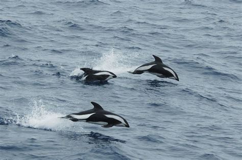 Hourglass Dolphin Wikipedia The Free Encyclopedia Dolphins What