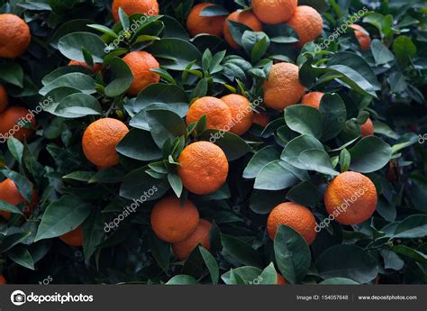 Bitter Orange Tree Stock Photo By ©wrangel 154057648