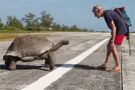 interrupting tortoise sex leads to slowest chase ever [video]