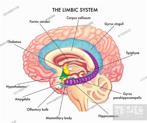 Medical Illustration Shows The Major Organs Of The Limbic System Of The