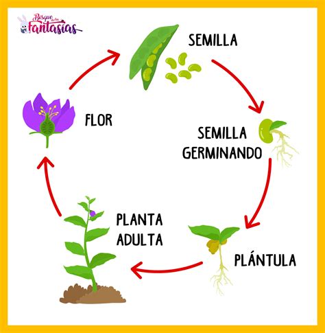 Ciclo De Vida De Las Plantas Ciclos De Vida De Las Plantas Ciclo De
