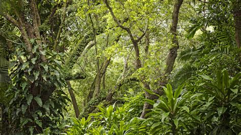 Tropical Hardwood Hammock Pinecrest Gardens