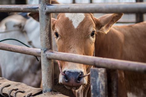 Why We Need To Stop Eating Farmed Animals For Them For Us And For