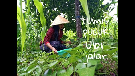 Di asia, selain dimanfaatkan umbinya, daun muda ubi jalar juga dibuat sayuran. masakan sederhana di desa | daun ubi jalar - YouTube