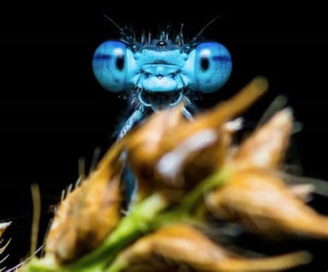 Top 5 Des Insectes Les Plus Mignons Du Monde