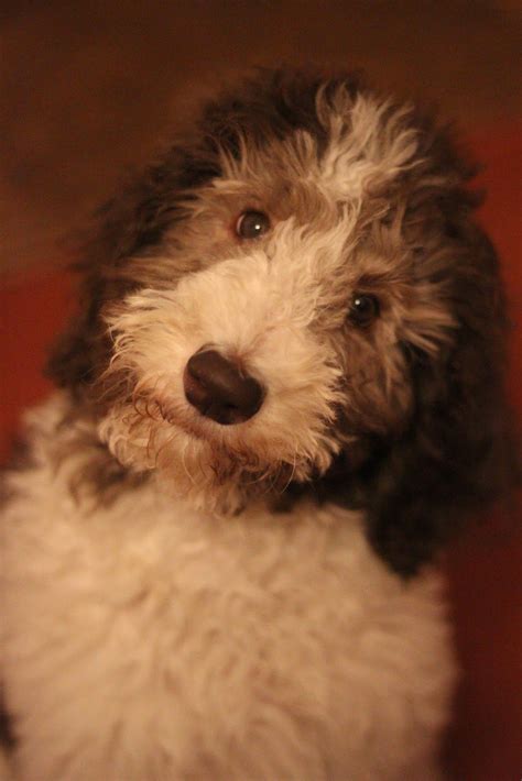 It bonds closely with family and makes a great companion. Oreo: A year in the life of a Parti poodle | Parti poodle ...
