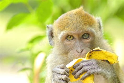 Macaco Novo Que Come a Banana Foto de Stock Imagem de fofofo bebê