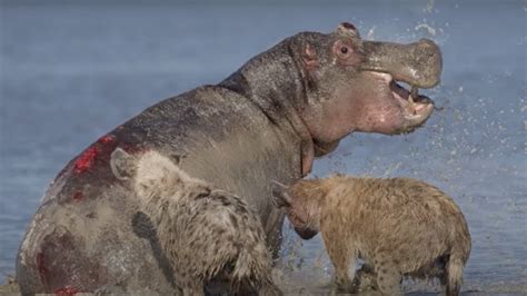 Top 5 Brutal Hippo Eaten Alive Moments By Predators Youtube