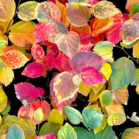 Mount Airy Bottlebrush - 3 gallon container – Lots of Plants