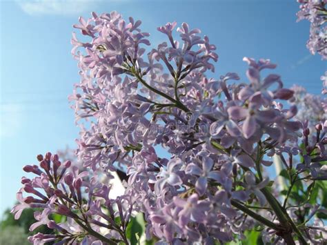 Lilac And Blue Sky Stock Photo Image Of Branch Botany 63944422