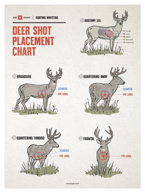 Deer Mount Position Chart