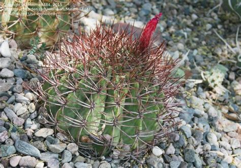 What are our 3 sparkling wines. PlantFiles Pictures: Denmoza Species (Denmoza rhodacantha ...