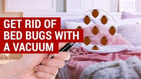 How To Get Rid Of Bed Bugs With A Vacuum City Pests