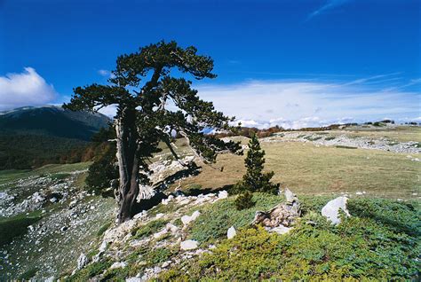 pino loricato | Nel patrimonio naturalistico della Basilicat… | Flickr
