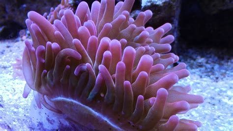 How To Frag Rose Bubble Tip Anemones Saltwater Tank Coral Reef Update