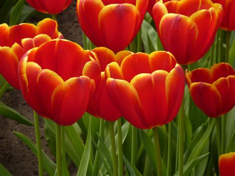 Free Images : blossom, flower, petal, bloom, spring, park, flowers