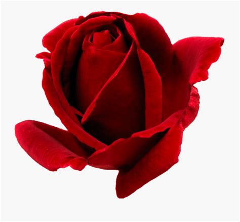Rose Bud Png Red Rose Bud Clip Art Free Transparent Clipart
