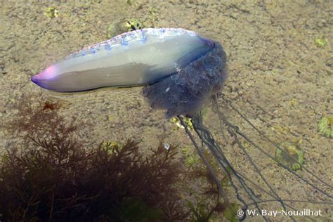 Description Of Physalia Physalis Portuguese Man Of War