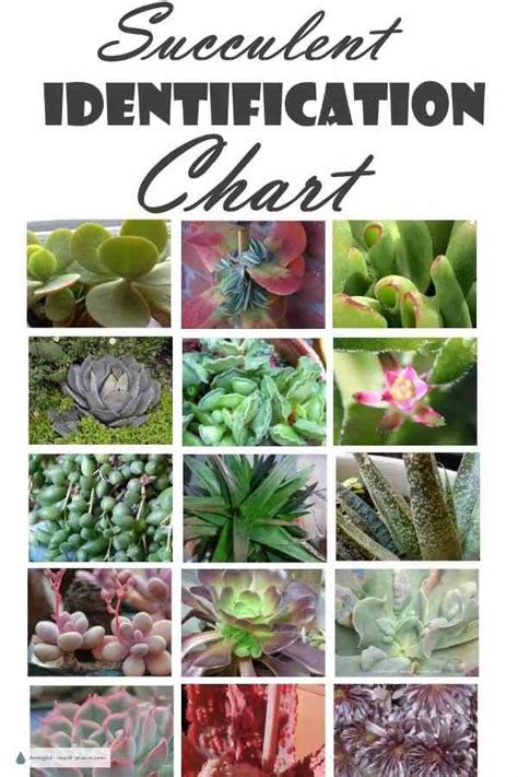 World wide flowering plant family identification. Succulent Identification Chart - find your unknown plant here