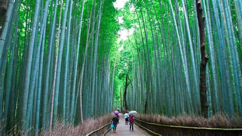 Arashiyama Bamboo Forest Kyoto Japan Oc Pics