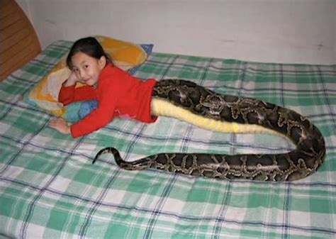 Thailands Half Snake Girl Making The Rounds Online Chiang Mai Citynews