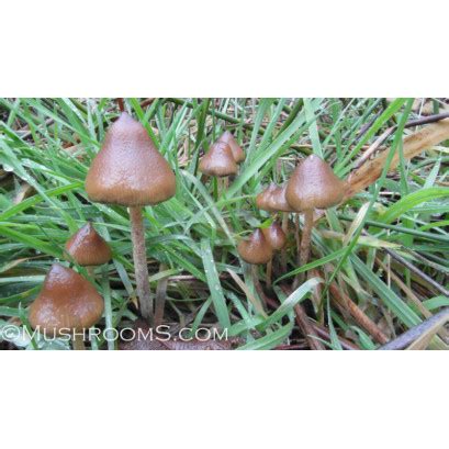 Spore prints for growing mushrooms. Psilocybe Semilanceata Liberty Cap Mushroom Spore Print