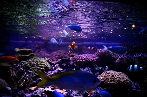 The Loveland Living Planet Aquarium Draper Ut 84020 Salt Lake City