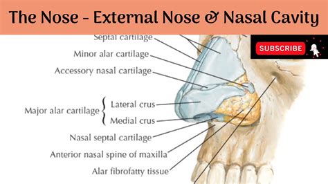 Nasal Cavity Structure