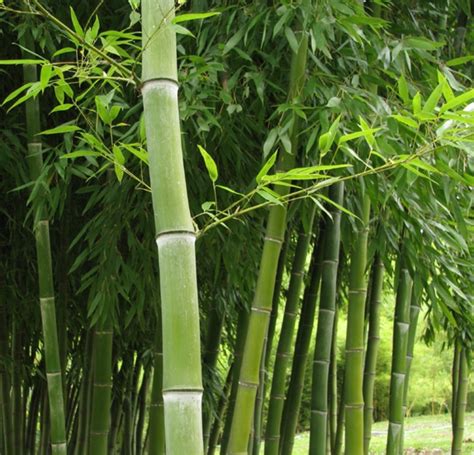 Heute wollen wir über tolle deko ideen aus bambus berichten, welche sie im garten realisieren könnten. Der Bambus Garten kann einem den Atem rauben! - Archzine.net