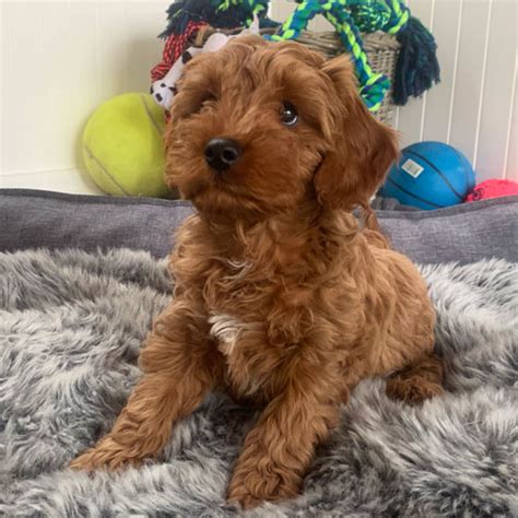 Cavoodle Puppies For Sale Urban Puppies Melbourne Australia Lilly Bab