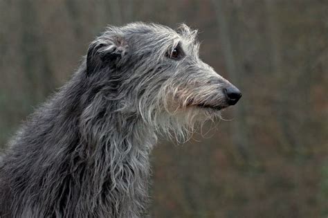 Les 122 Meilleures Images Du Tableau Scottish Deerhounds Sur Pinterest