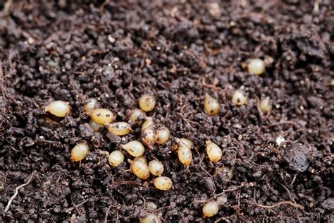 What Is A Grub Your Complete Guide The Gardener Info