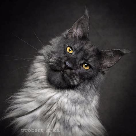 Maine coon cats are also called the main shag, main cat or the american longhair. 27 Images Of Maine Coon Cats Who Look Majestic ...