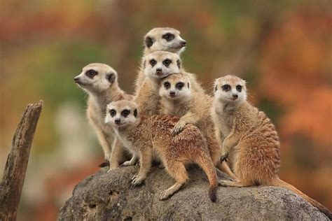 Meerkats Consider As The Most Murderous Animal Kind As 20 Of The