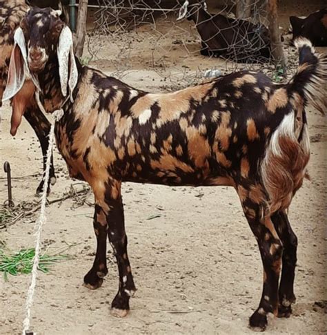 4 To 6 Month Spot And Choclate Sirohi Female Goats Weight 20 To 30 Kg 12 Year At Rs 230kg In Ajmer